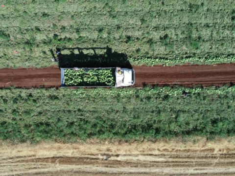 Hasadi suren urunun kilosu 10 liradan kapis kapis gidiyor KUFkPXNu