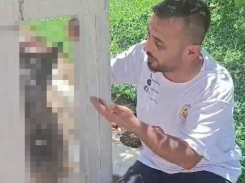 Hatayda dehset olay calinan kopek direge asili halde olu bulundu 83VOG5Kj