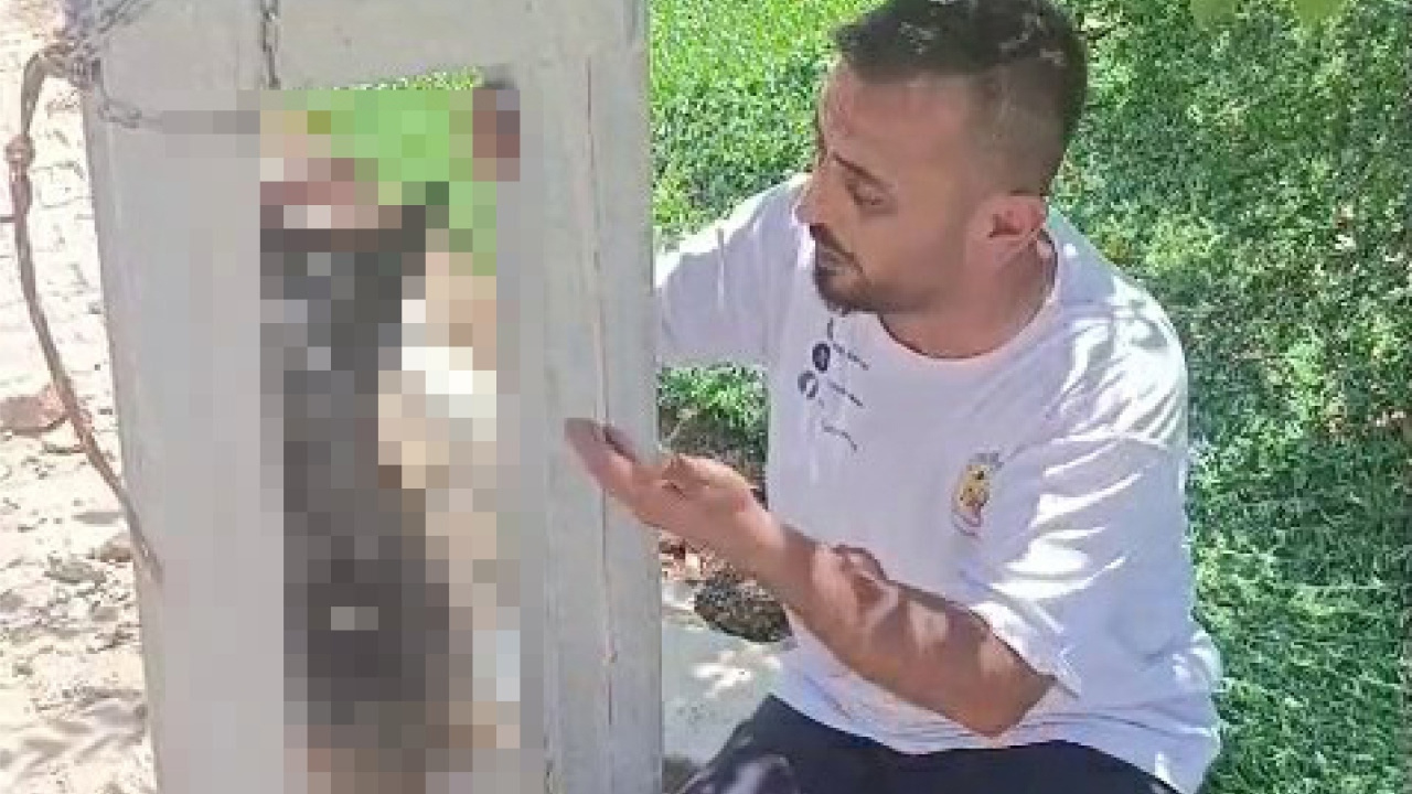 Hatayda dehset olay calinan kopek direge asili halde olu bulundu 83VOG5Kj